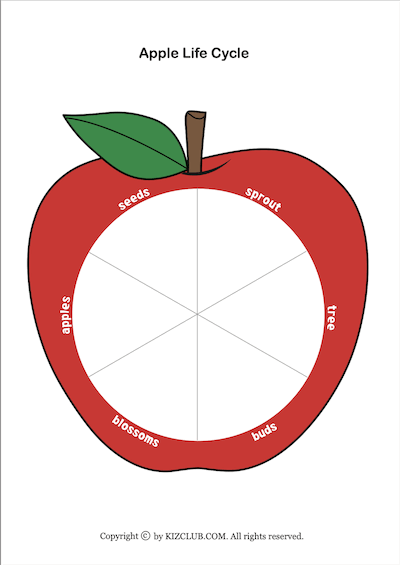 apple life cycle