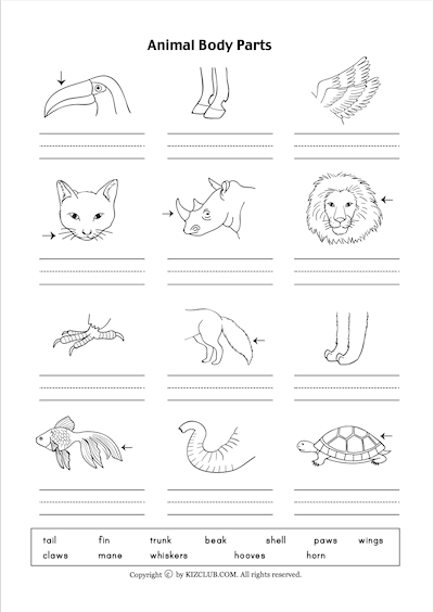 Animal Body parts