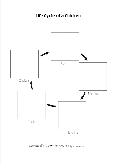 Animal Life Cycle?