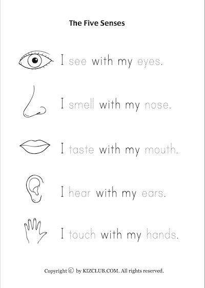 The Five Senses