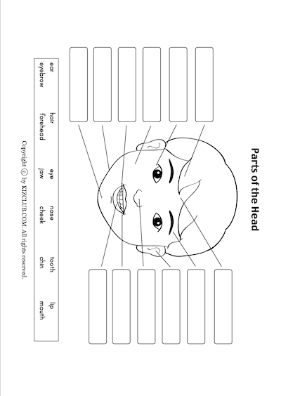 Parts of the Head