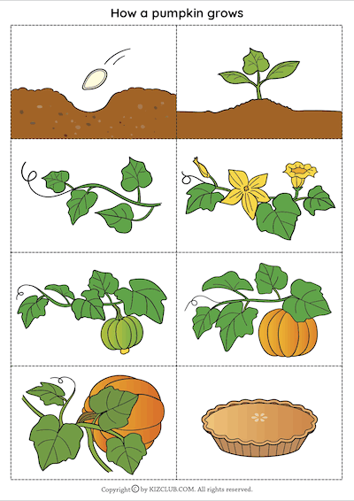 How a pumpkin grows