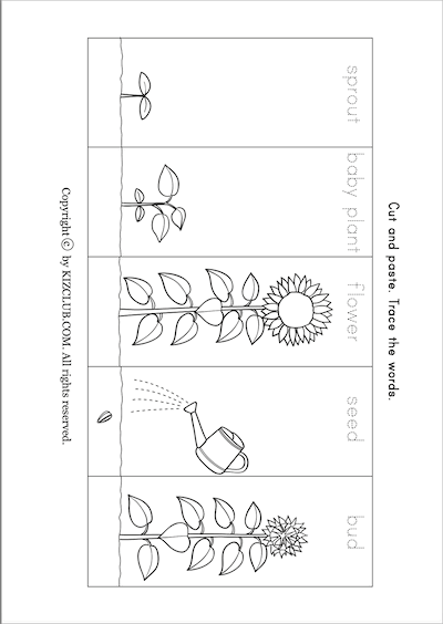 From Seed to Sunflowers